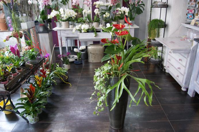 Plantes fleuries N° 16