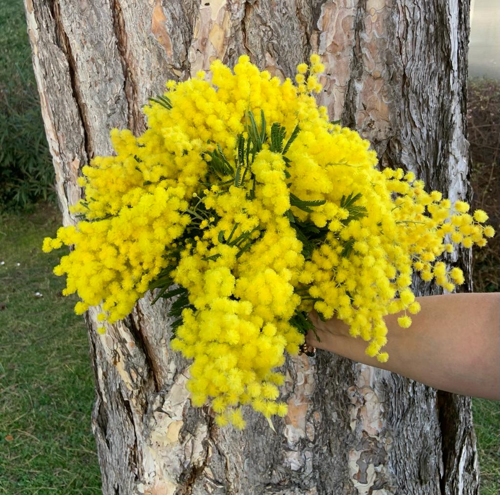 Bouquet de Mimosa N° 1