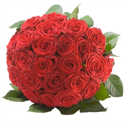 La perle de roses rouges N° 22