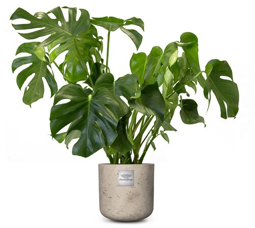 James (Monstera) pot diam.  25cm Hauteur avec la plante env. 85cm