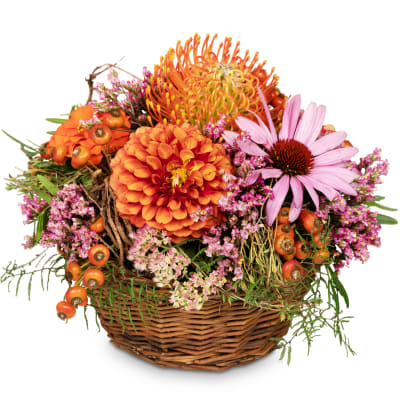 Leuco d'automne N° 11