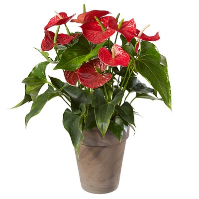 Anthurium avec cache-pot N° 23