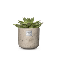 Freddy (Echeveria) pot diam. 12cm Hauteur avec la plante  env. 15cm