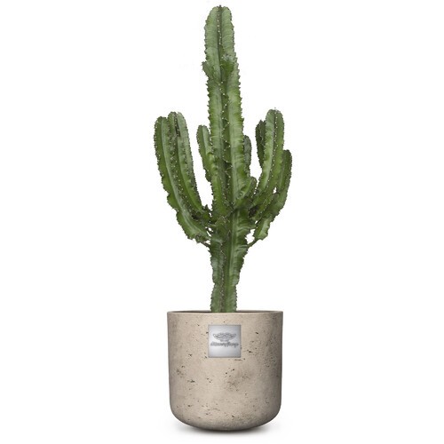 Bruce (Euphorbia) pot diam. 25cm Hauteur avec la plante env. 100cm