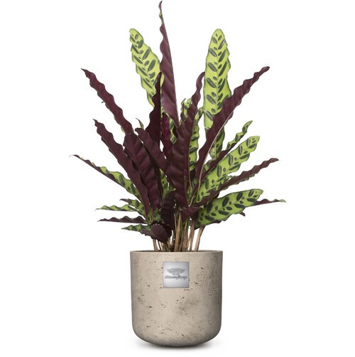 Mike (Calathea) pot diam. 20cm Hauteur de la plante env.75cm N°22 pour Homme