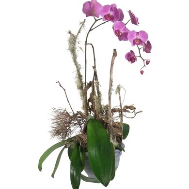 Une précieuse orchidée (en pot) N° 5