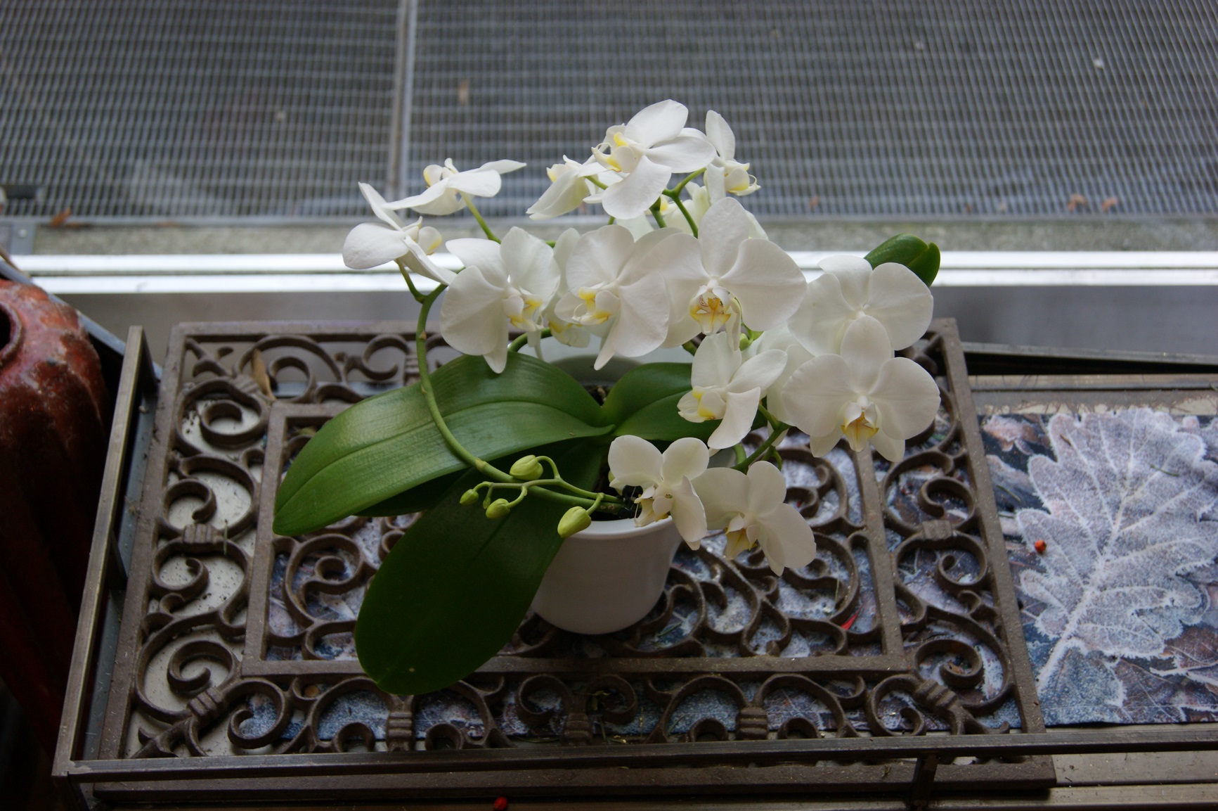 Orchidée blanche spirale avec cache-pot  N° 5