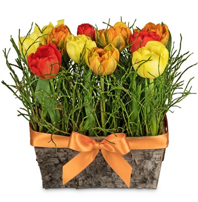 Arrangement de tulipes N° 6