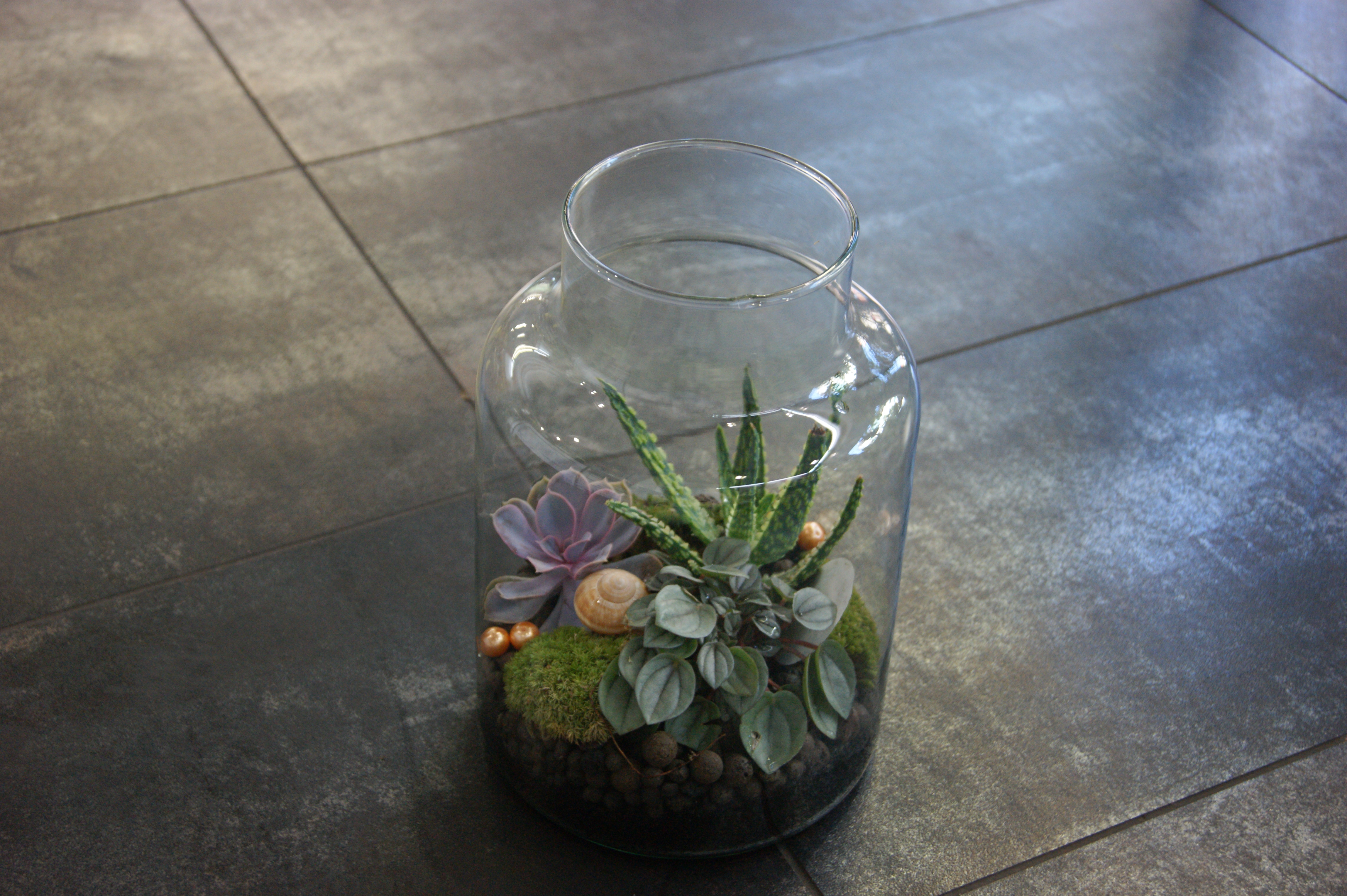 Terrarium N° 31