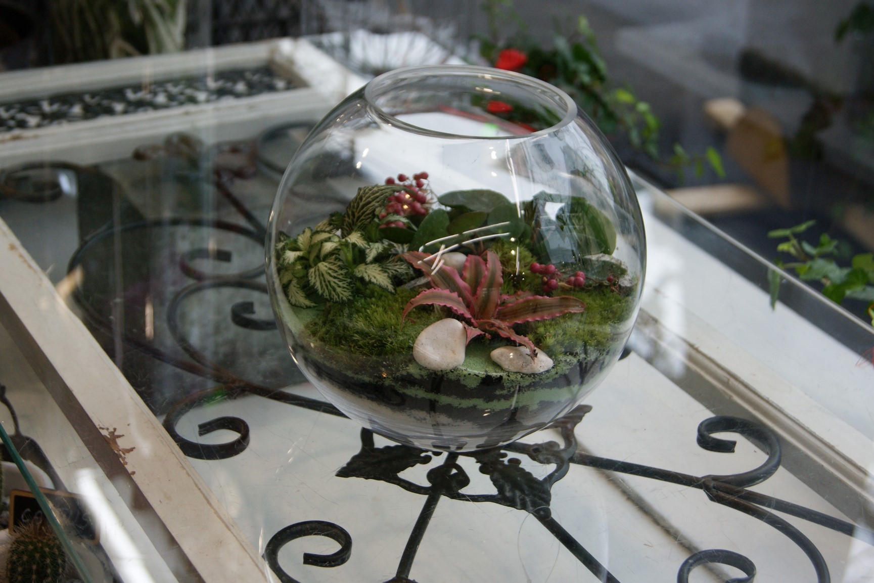 Terrarium N° 13