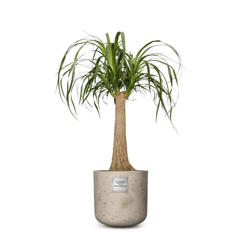 George (Beaucarnea recurvata) Pot diam. 20cm Hauteur de la plante  env.60cm