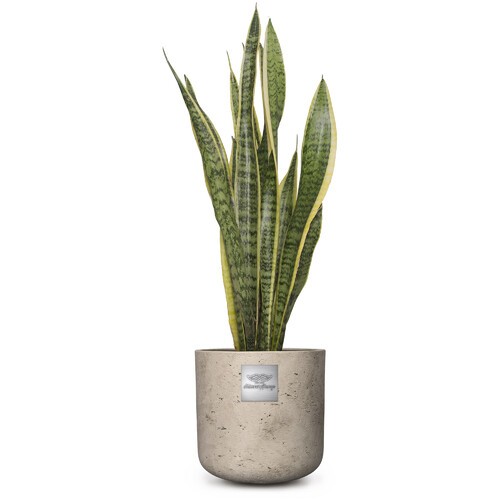 Harry (Sansevieria laurentii) pot diam. 18cm Hauteur de la plante env. 60cm