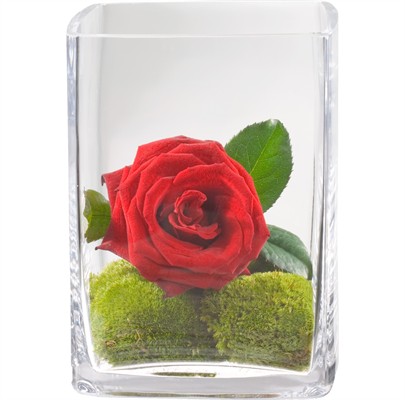 Battement de cœur avec vase N° 16
