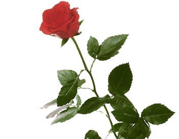 Une Rose rouge N°1