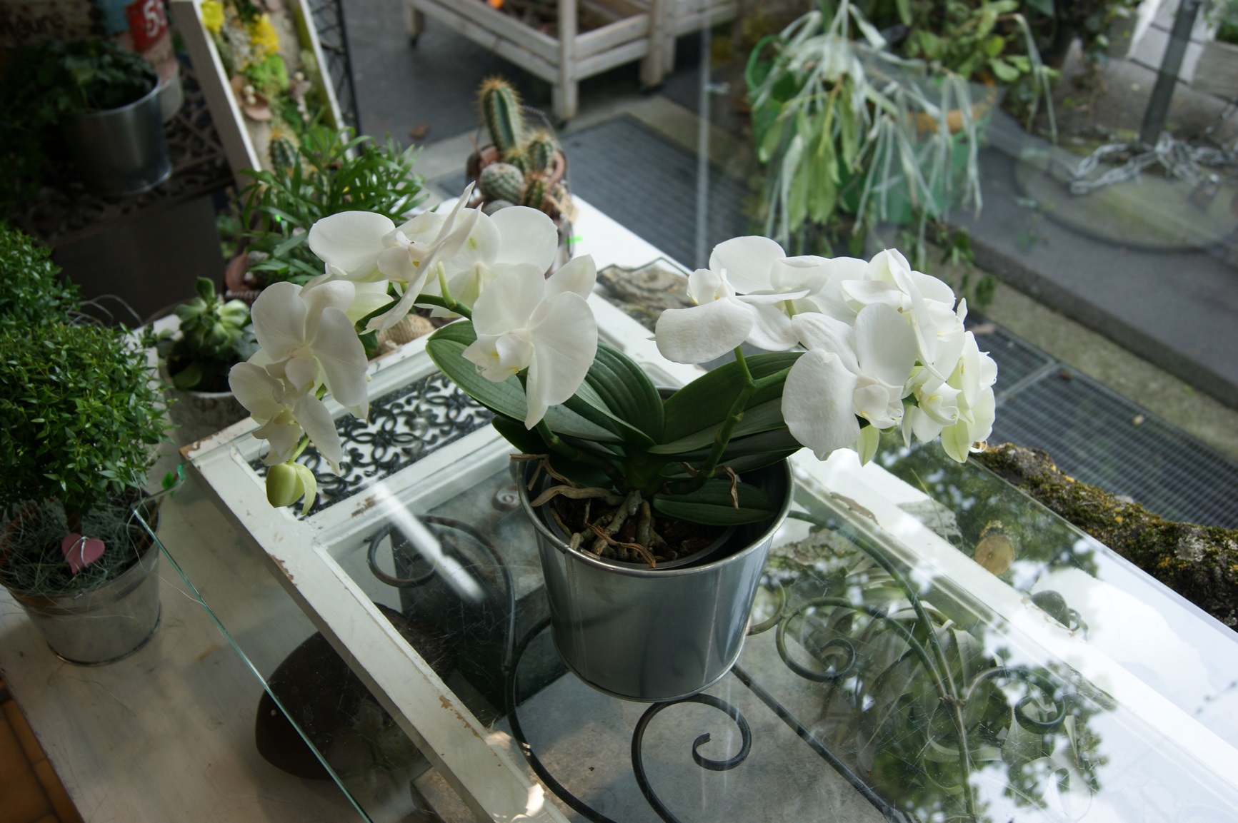 Orchidée blanche courtes tiges N° 1