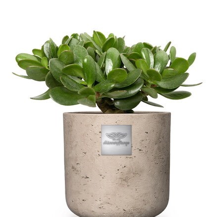 Bill (Crassula ovata) pot diam. 18 cm Hauteur avec la plante env. 30cm