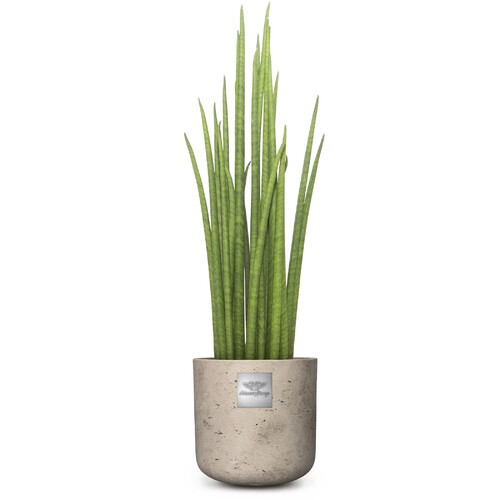 William (Sanevieria Mikado) pot diam. 15cm Hauteur de la plante env. 55cm