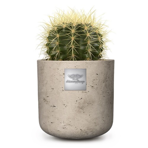 Jack ( Echinocactus grusonii) pot diam. 12com Hauteur de la plante env. 15cm