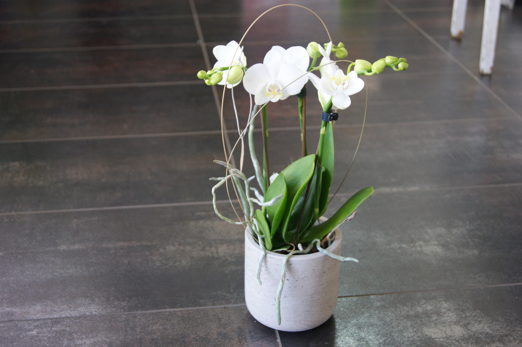 Petite plante d'Orchidée blanche  N° 2