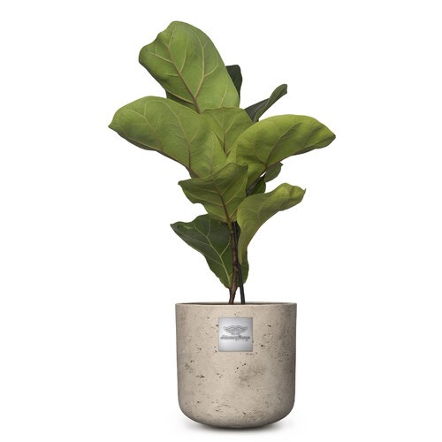 Frankie (Ficus lyrata bambino) pot diam. 15cm Hauteur avec la plante env. 50cm