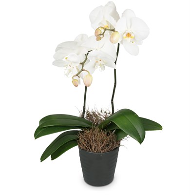 White Dream (orchidée) N°14 pour Homme