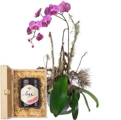 Plante d'orchidée fuchsia avec un pot de miel N° 21