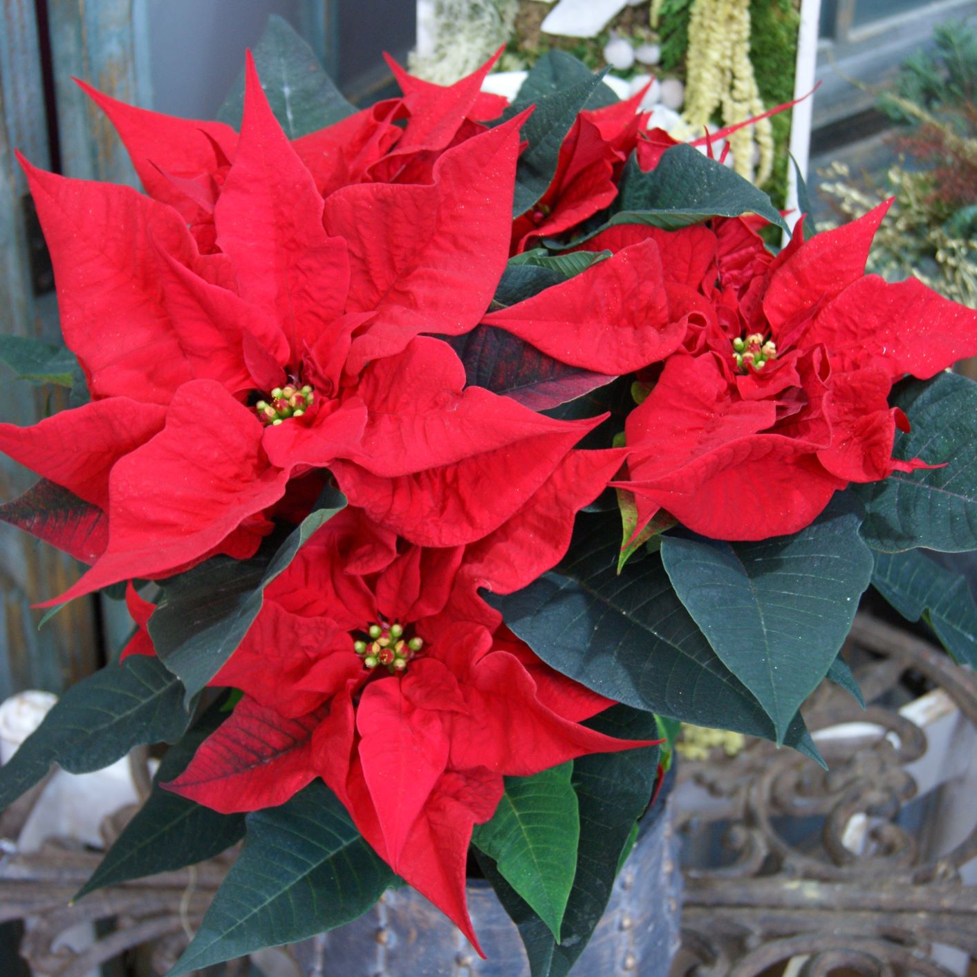 Etoile de Noël N° 17