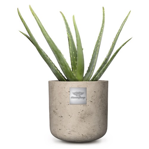 Anthony Aloe vera pot diam. 15cm Hauteur avec la plante env.  45cm