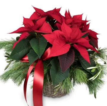 Etoile de Noël / Saison N°10