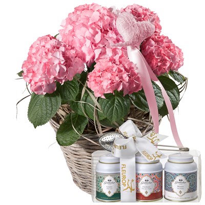 Hortensia (rose) avec cœur et coffret cadeau de thés Gottlieber N° 14
